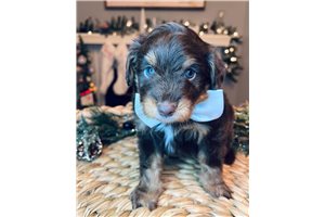 Sloane - Aussiedoodle for sale