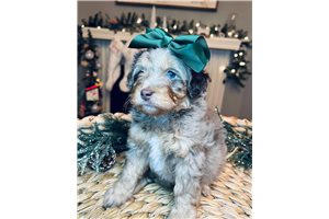 Nayla - Aussiedoodle for sale