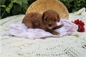 Cecile - puppy for sale