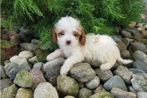 Carlton - Cavapoo for sale