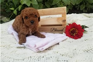 Catelyn - puppy for sale