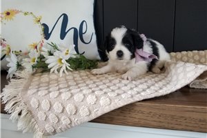 Vespa - puppy for sale