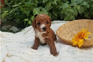Celeste - puppy for sale