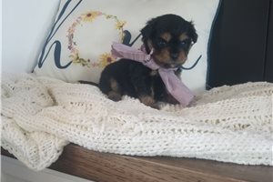 Verona - puppy for sale