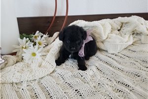 Veronica - puppy for sale