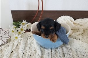 Virgil - puppy for sale