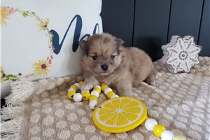 Emmett - puppy for sale