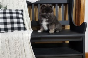 Duke - Pomeranian for sale