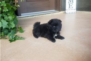 Elmo - Pomeranian for sale