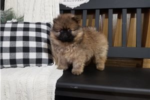 Donovan - puppy for sale