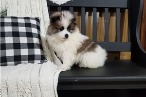 Darius - Pomeranian for sale