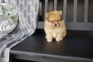 Emmett - Pomeranian for sale