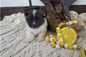 Emma - Pomeranian for sale