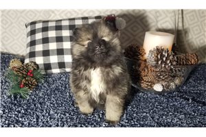 Dino - Pomeranian for sale