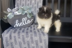 Emma - Pomeranian for sale