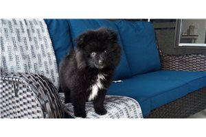 Elmo - Pomeranian for sale