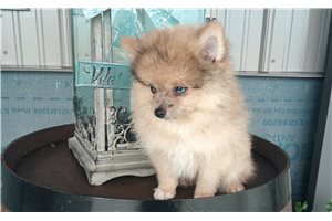 Emmett - Pomeranian for sale