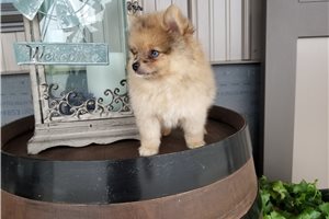 Emmett - Pomeranian for sale