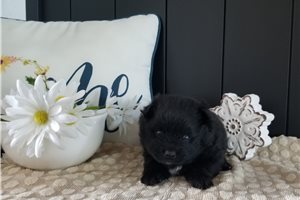 Elmo - Pomeranian for sale