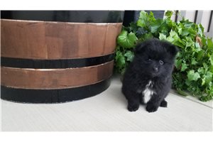 Elmo - Pomeranian for sale