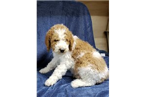 Benson - Poodle, Standard for sale