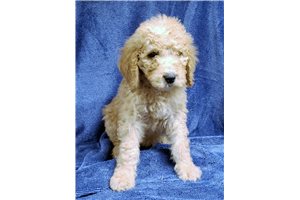 Brayden - Poodle, Standard for sale