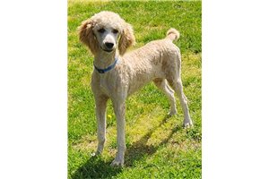 Brayden - Poodle, Standard for sale