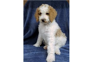 Amy - Poodle, Standard for sale