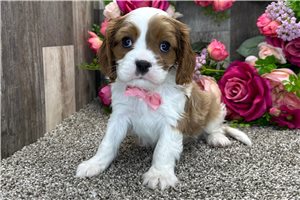 Holden - puppy for sale