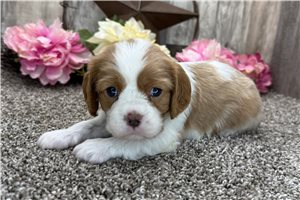 Sawyer - puppy for sale