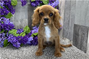 Harrison - Cavalier King Charles Spaniel for sale