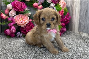 Harrison - puppy for sale