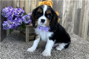 Henri - Cavalier King Charles Spaniel for sale