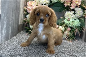 Harlen - Cavalier King Charles Spaniel for sale
