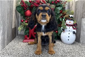 Ella - Cavalier King Charles Spaniel for sale