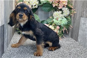 Francisco - Cavalier King Charles Spaniel for sale