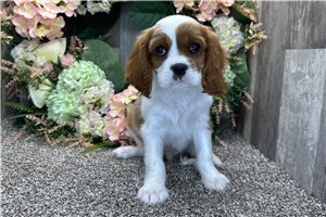 Holden - Cavalier King Charles Spaniel for sale