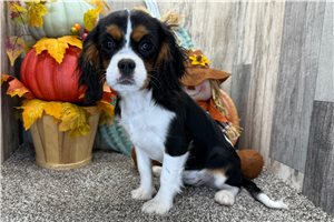 Scarlett - puppy for sale