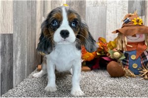 Dorothy - puppy for sale