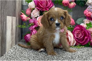 Hook - puppy for sale