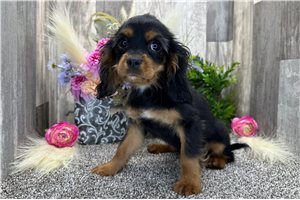 Francisco - Cavalier King Charles Spaniel for sale
