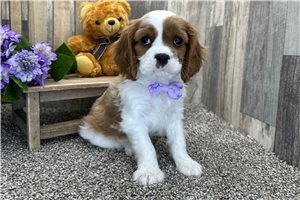 Holden - Cavalier King Charles Spaniel for sale