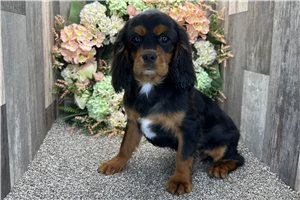 Frederick - Cavalier King Charles Spaniel for sale
