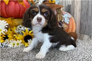Emmy - puppy for sale
