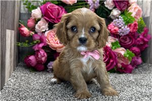 Harlen - Cavalier King Charles Spaniel for sale