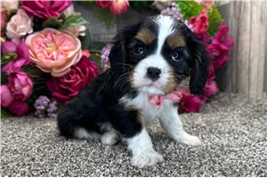 Henri - Cavalier King Charles Spaniel for sale