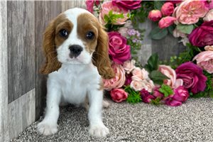 Holden - Cavalier King Charles Spaniel for sale