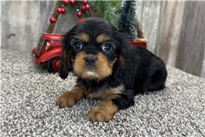 Fiona - Cavalier King Charles Spaniel for sale