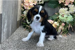 Henri - Cavalier King Charles Spaniel for sale