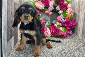 Francisco - Cavalier King Charles Spaniel for sale